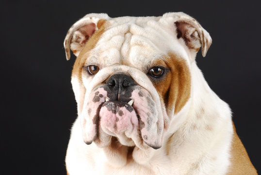 english bulldog portrait - Powered by Adobe