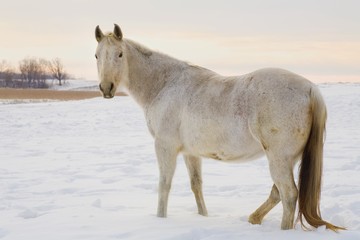 Obraz na płótnie Canvas Horse In The Snow