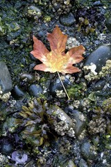 Maple Leaf On The Beach