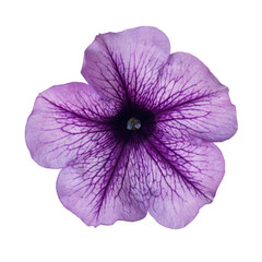 purple petunia - obrazy, fototapety, plakaty
