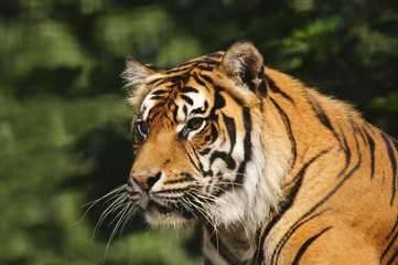 Sumatran Tiger