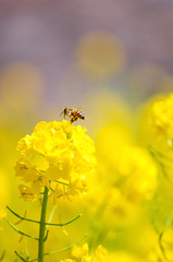 菜の花とミツバチ