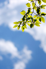 Obraz premium 新緑と青空