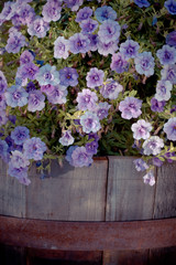 creative purple petunia in an old wooden flowerpot 2