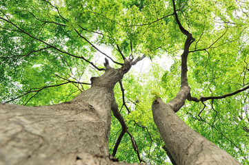 仰ぎ見るモミジの樹