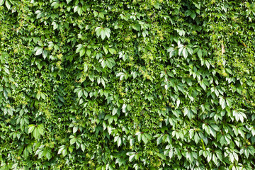 Obraz premium Green background