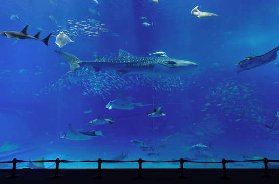 aquarium with whale shark