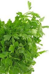 persil, Petroselinum crispum, fond blanc