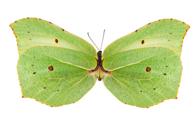 Fototapeta premium light green butterfly isolated on white