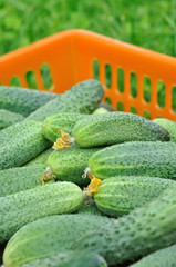 Ripe cucumbers in orange basket