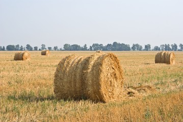 Fototapeta premium wheat field after a harvest