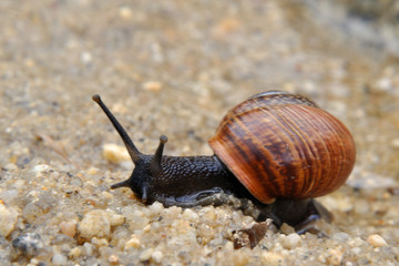 snail on the sand