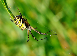spider in her spiderweb