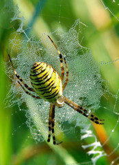 spider in her spiderweb