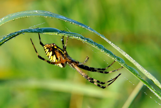 spider in her spiderweb