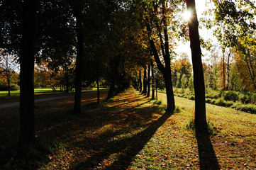 Naklejka premium Autumn sun