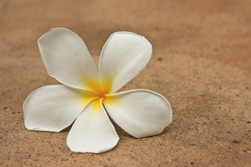 Plumeria flower