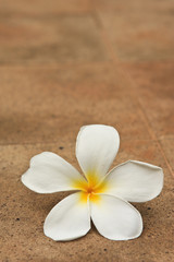 Fototapeta na wymiar Plumeria flower