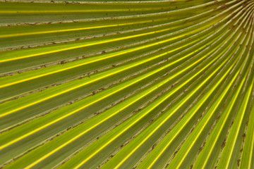 Pattern of palm leaf