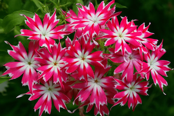 Obraz premium Phlox