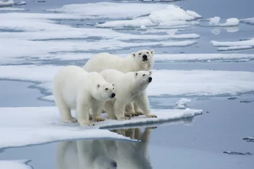 Fototapeten Eisbär- und Jährlingsjunge © hperry