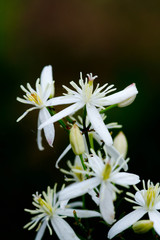 fleur du maquis corse