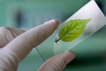 scientist observed green leaf in laboratory glass