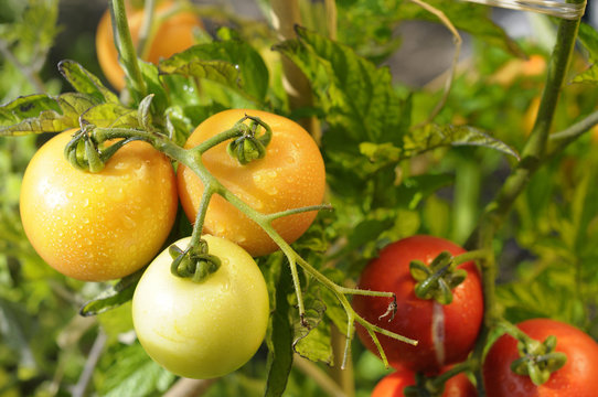 Pied de tomates du jardin