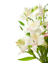 Bouquet of Alstroemeria flowers  isolated  on white background.