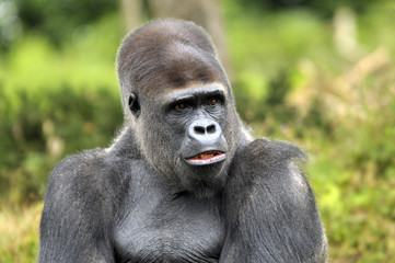 Gorille 