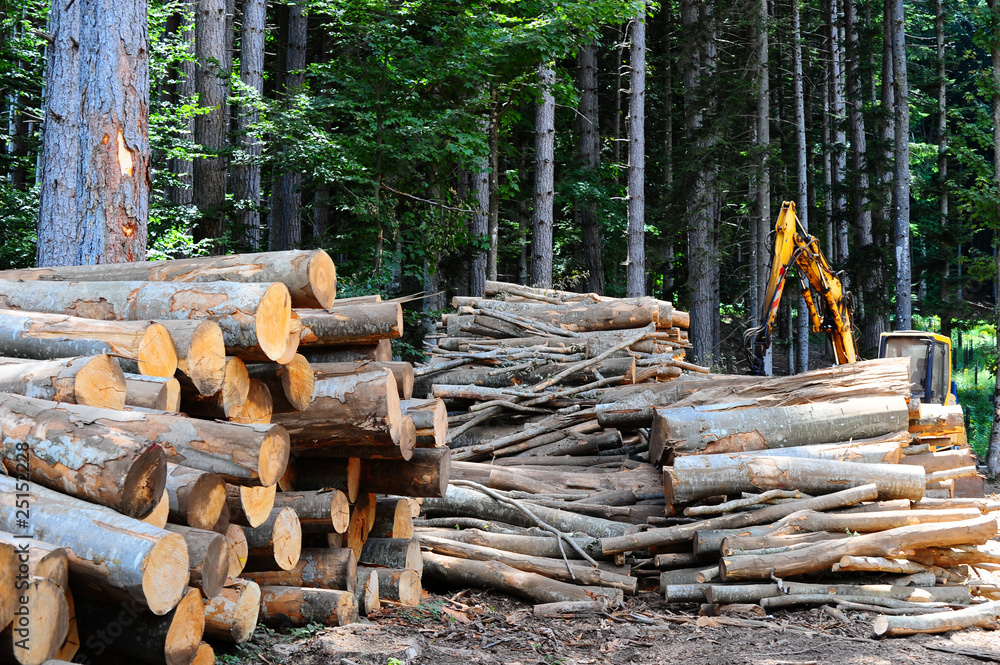 Canvas Prints Firewood