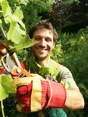 vigne taillée par un jardinier vigneron