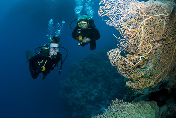 scuba divers in red sea