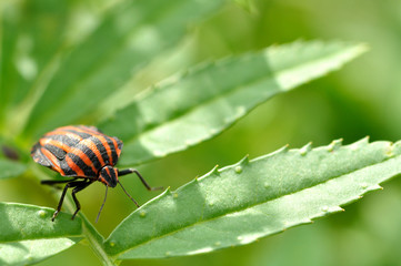 草にとまるカメムシ