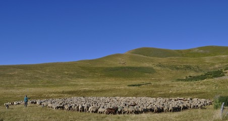Troupeau de moutons et son berger