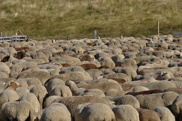 Moutons à l'enclos 3