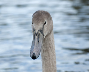 head of cygent / swan