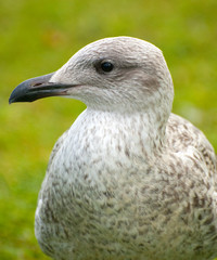 young seagull on grass background