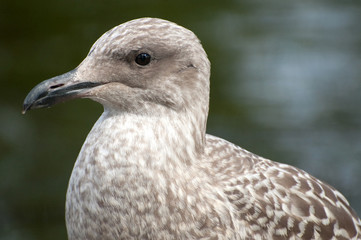 young seagull by water