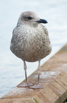 young seagull standing on the waterside