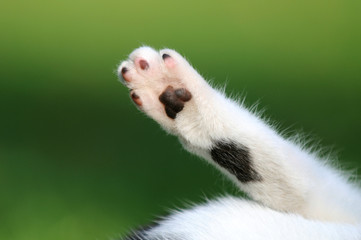 Katzenpfote