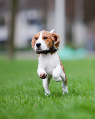 Puppy jumping and running