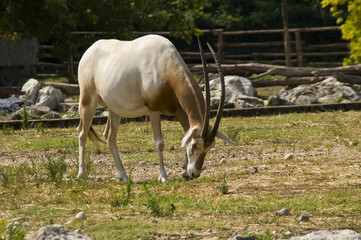 Scimitar-horned oryx (Oryx dammah)