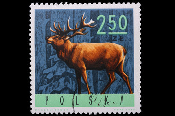 Poland - CIRCA 1965: A stamp deer