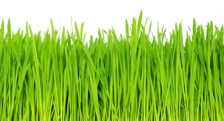 grass on white