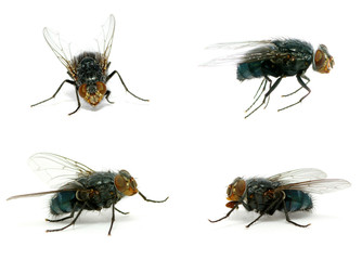 fly