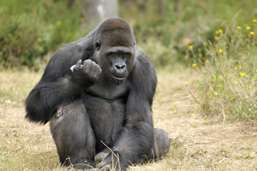 Gorille de 11 ans