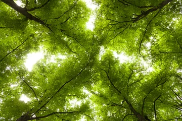 Fotobehang Tree canopy © satori