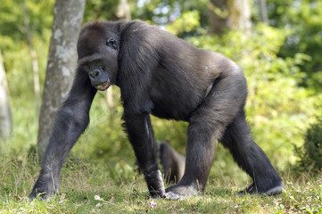 Jeune gorille