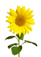 Obraz premium sunflower